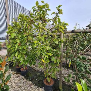 Magnolia × soulangeana 'Lennei Alba' 175-200 cm